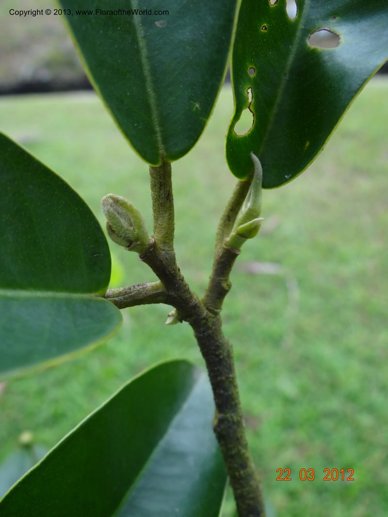 Gonystylus confusus, Callmander, M 996--Singapore, Upper Seletar Park, 22 Mar 2012  DSC04242 (18).JPG