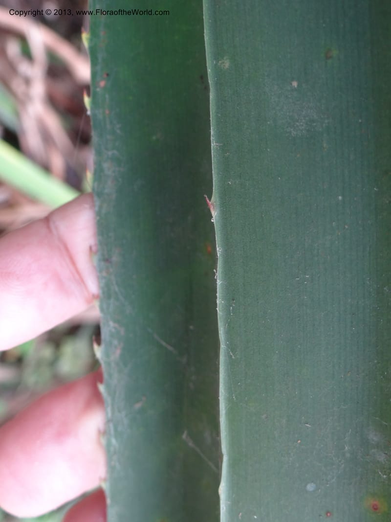 Pandanus unicornutus, Callmander, M 1049--Thailand. Chumphon Prov. Tambon Mab Amarit. 13 Nov 2012. DSC09009 (21).JPG