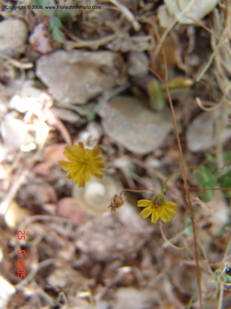 Crepis cretica Area --Crete. Ep. Kisamos. Sirikari Gorge. 25 May 05. 367.jpg