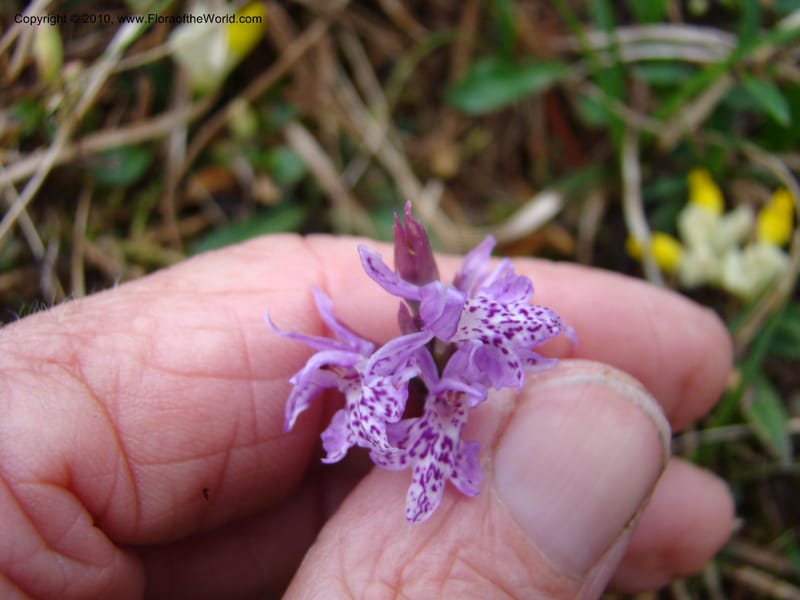 Dactylorhiza, , C. Davidson 11228--Slovenia, Stajerska Region, Menina Planina, 19 May 2008.  084 (4).jpg