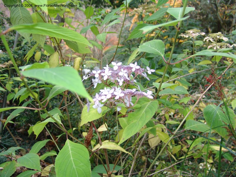 Hydrangea serrata, 97.0229--CA. UC Berkeley Bot. Garden. 8 Dec 06. 113.jpg