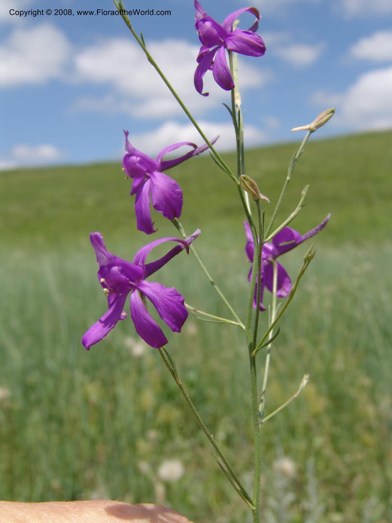 Consolida divaricata--Georgia. Gori Upland, Gareji Steppe. Near salty lake. 9  Jun 05. 310.jpg