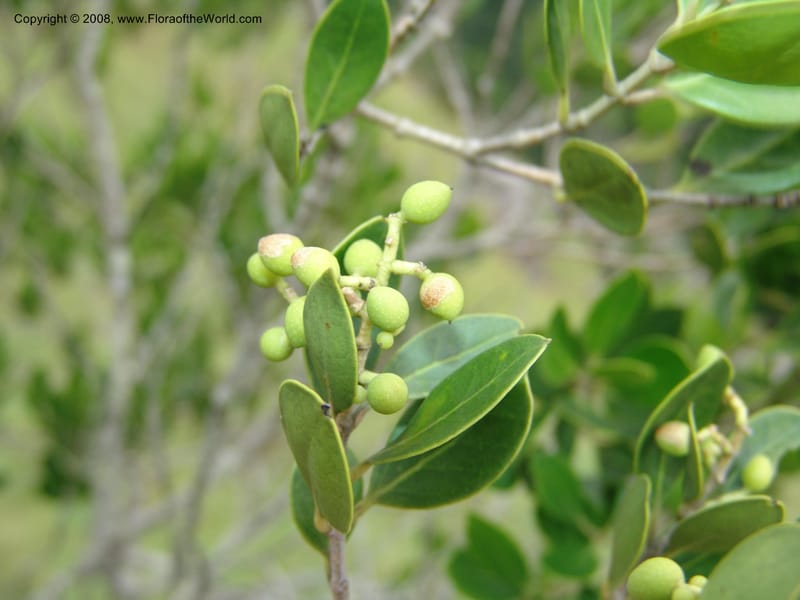 Olea capensis ssp enerve--So.Africa. E. Cape. Umtamvuna Nat. Res. 11 Mch 05. 272.jpg