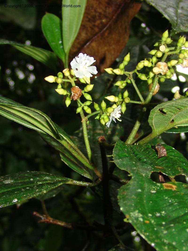 Conostegia, Croat94453--Ecuador. Prov. Pichincha. Res. Guaycuyacu. 10 Feb 05. 040.jpg