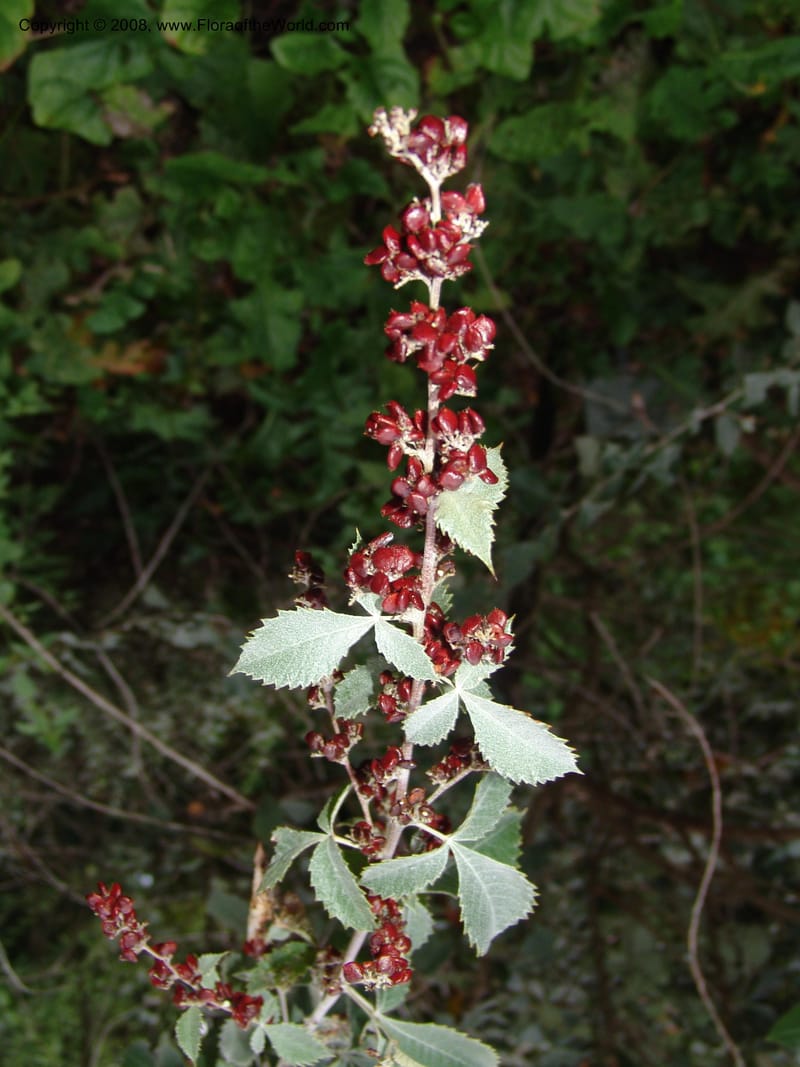 Rhus bartophylla--So.Africa. Lowveld Nat. Bot. Gard.  14 Mch 05. 327.jpg