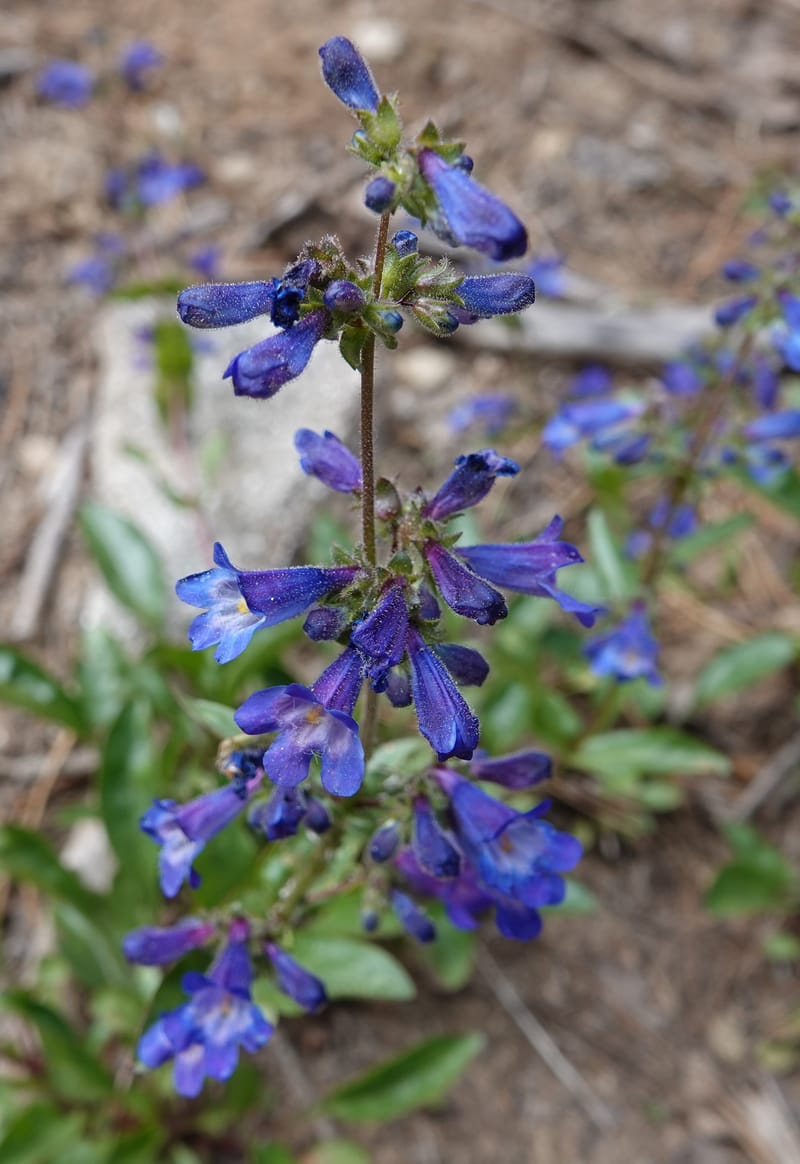 Penstemon albertinus, C. Davidson 13840--ID. Shoshone Co. Freezeout Rd. FR 301. 10 Jul 2018. DSC06582 (267).JPG