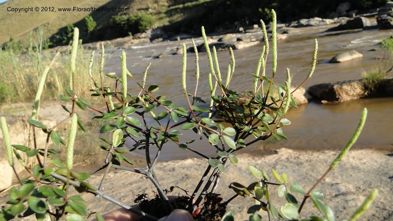 Peperomia tetraphylla, N. Manjato 150--Madagascar. Mania River. 1 May 2010 120.jpg