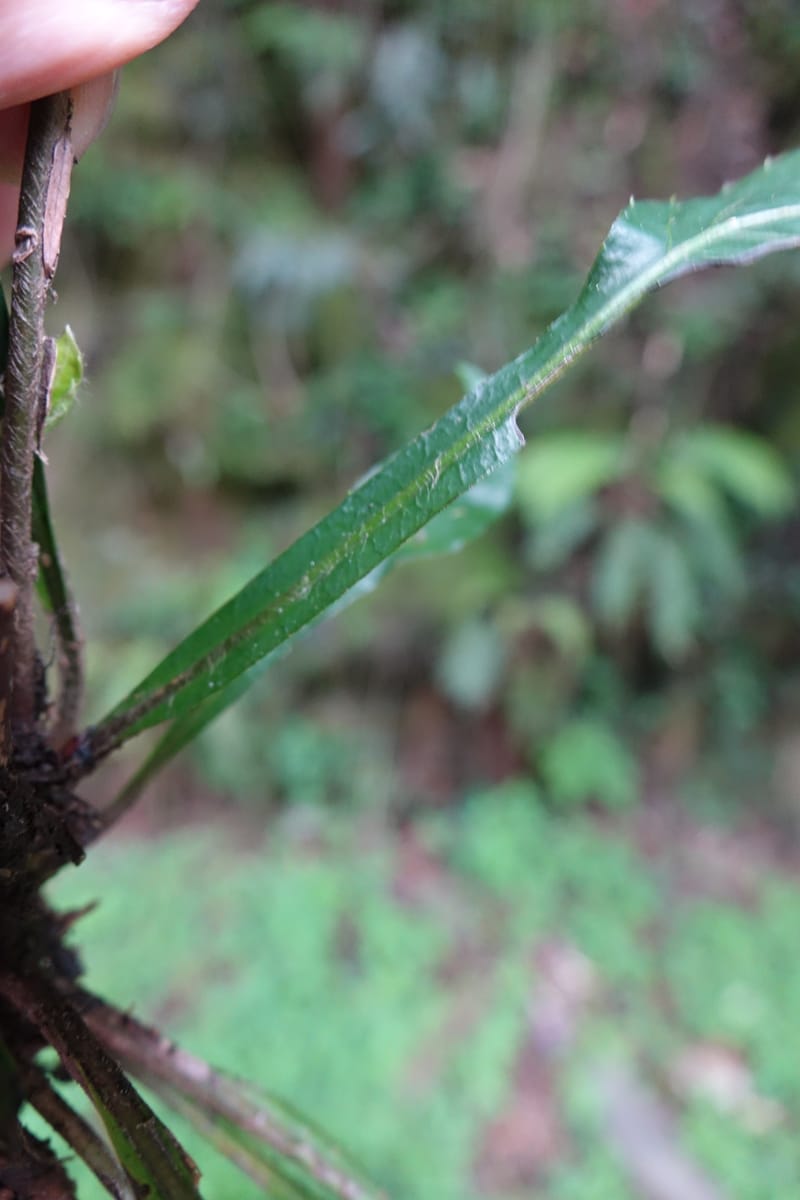 Ainsliaea latifolia, Tseng Yu-Hsin 1331--Taiwan. Taroko Nat. Park. Mt. Bilu Trail. 21 May 2016.  (167).JPG