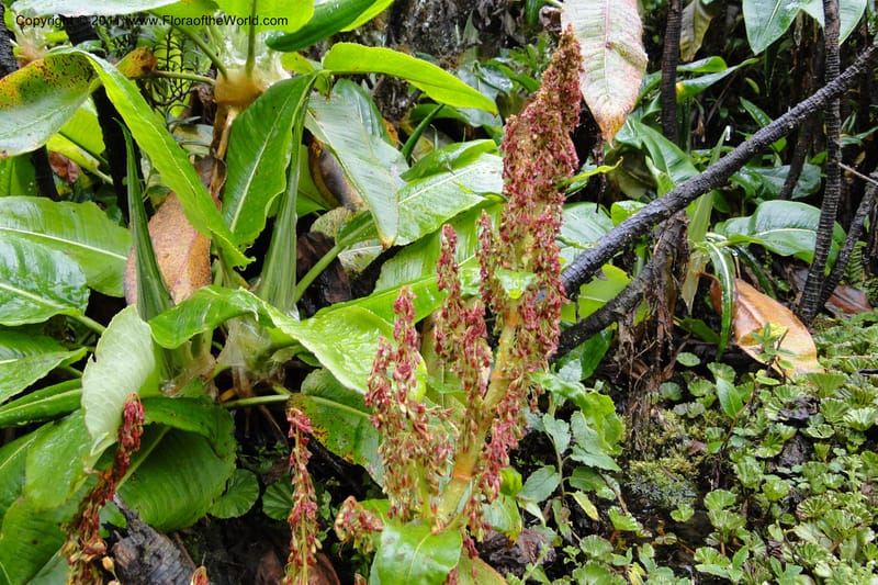 Rumex tolimensis, Ulloa 1994--Ecuador. Napo. Papallacta to Baeza. 1 Jun 2011. 376 (18).jpg
