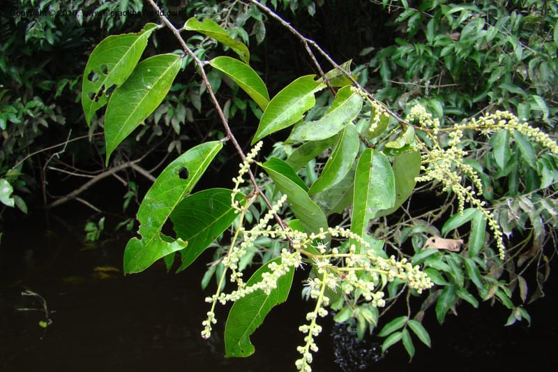 Licania, RVasquez34846--Peru. Loreto. Dist. Nauta. Qbda Nawapa, Rio Tigre. 11 Nov 08. 589.jpg