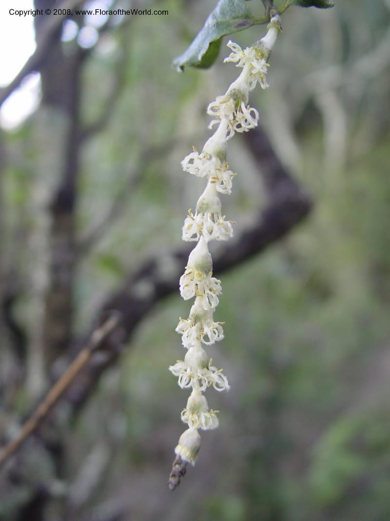 Garrya elliptica--CA. Alameda Co. Huckleberry Bot. Reg. Pres. 11 Feb 04. 025.jpg