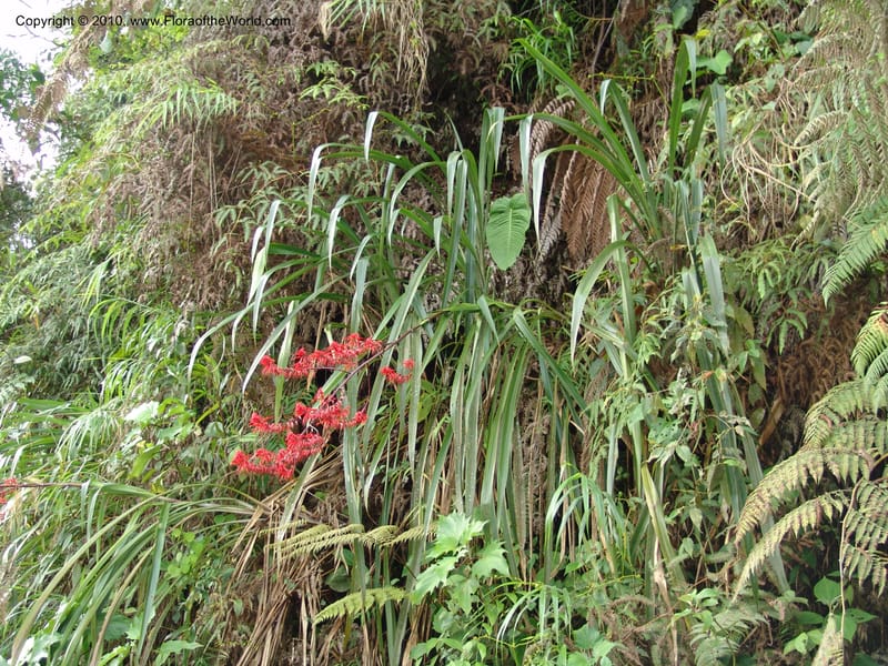 Pitcairnia, Croat 96010--Ecuador. Edo. Pichincha. Ca 11 km, La Union-Chiriboga. 14 Mar 06. 111.jpg