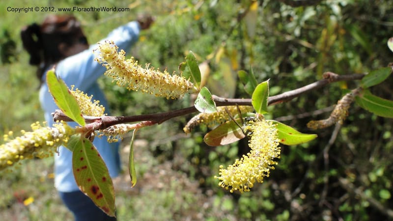 Salix, N. Martinez Melendez 2758--MX. Oaxaca. Camino Ixtlan-Talea. 15 Sept 2010. 278 (212).jpg