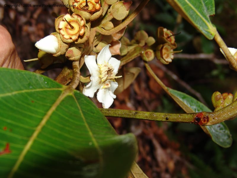Blakea, DNeill15917--Ecuador. Prv. Zam. Ch. C del Condor. Wawaime plot. 22 Sep 07. 430.jpg