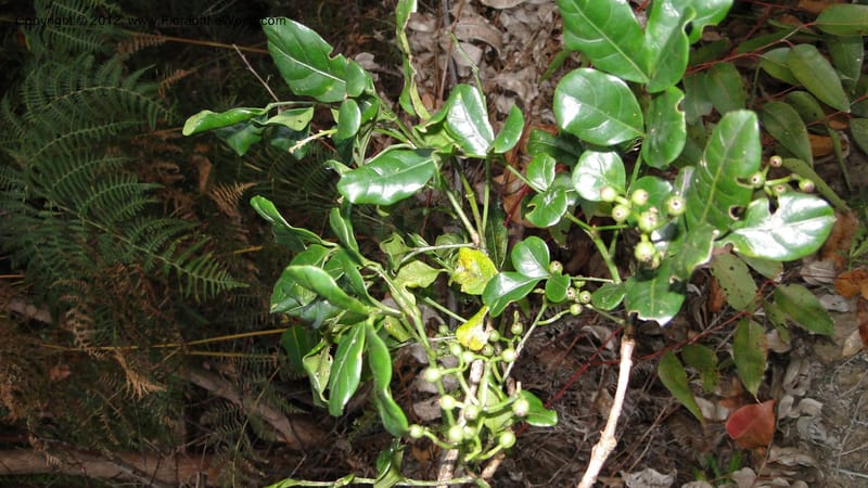 Polyscias, N. Manjato 196--Madagascar. E of Ambositra toward Antoetra. 2 May 2010 440 (5).jpg