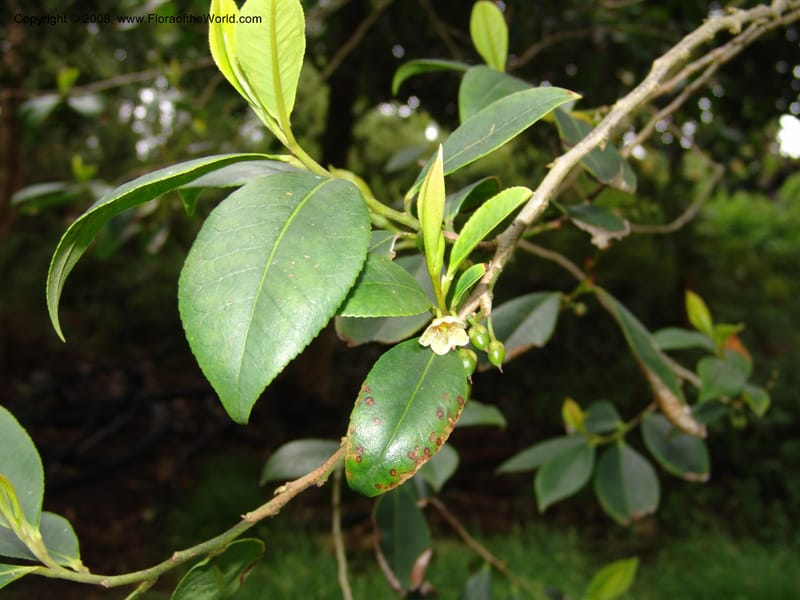 Cleyera theoides--CA. San Francisco Botanical Garden (Strybing Arb.). 30 Mch 06. 323.jpg