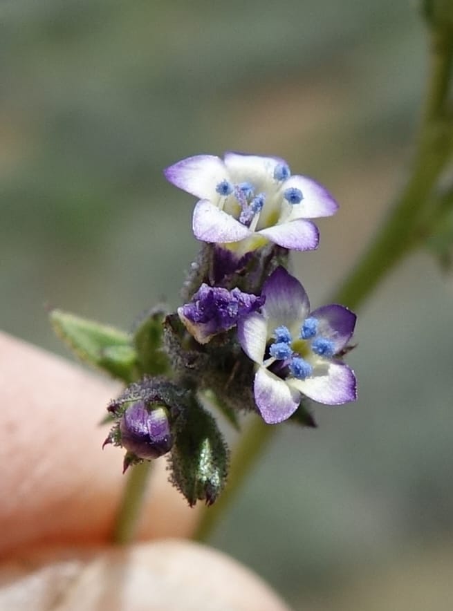 Gilia brecciarum, C. Davidson 13565--ID. Blaine Co. Rock Creek Preserve. TNC. 14 May 2017. DSC00477 (100).JPG