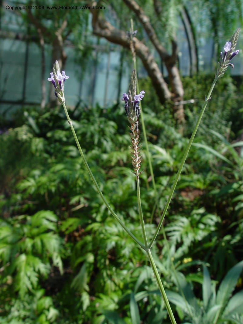 Lavandula buckii--PA. Longwood Gardens. 24 Jun 03. 023.jpg