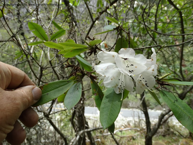 Rhododendron, Boufford, D 43643--China. Sichuan. XiaYingShan to XiangZhai. 10 May 2014. DSC05109 (139).JPG