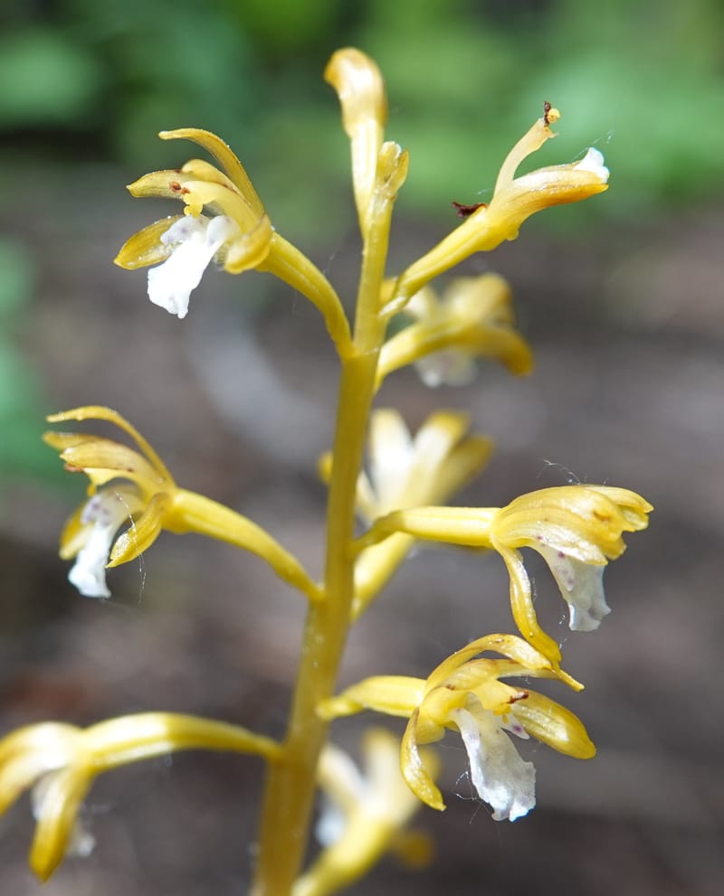 Corallorhiza maculata var. occidentalis, Davidson 13797--ID. Valley Co. Sylvan Beach. 25 Jun 2018. DSC05593 (13).JPG
