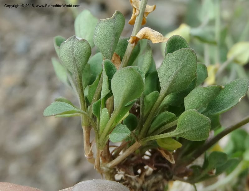 Noccaea fendleri, Davidson, C 12589--ID. Idaho Co. Seven Devils Camp Ground. 15 Jul 2014. DSC00113 (76).JPG