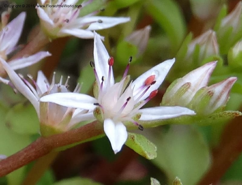 Sedum stoloniferum, Davidson, C 12504--Georgia (Caucasus). Koslitavi, branch of Merisi Gorge. 11 Jun 2014. DSC08456 (428).JPG