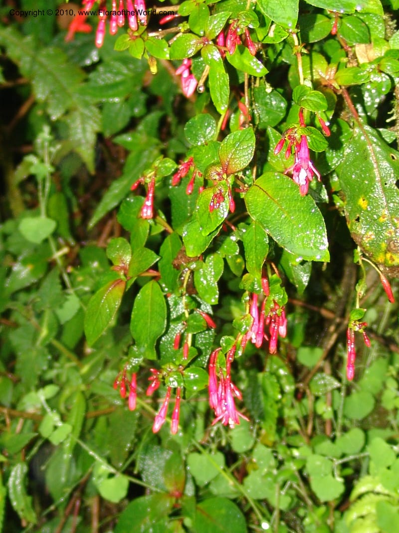 Fuchsia--Ecuador. Prov. Pichincha. La Union-Chiriboga-Quito. 22 Mar 06. 252 (3).jpg