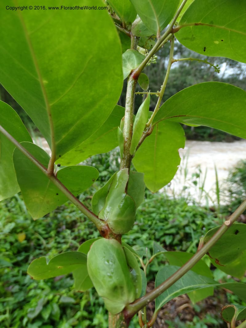 Lepisanthes fruticosa, Buerki, S 361--Sabah. Ulu Senagang. 9 Oct 2014. DSC03434 (54).JPG