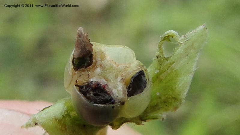 Trichodesma indicus, R. Gereau 7162--Tanzania. Kunduchi Beach Rd. Beachcomber Hotel. 7 May 2010. 042 (70).jpg