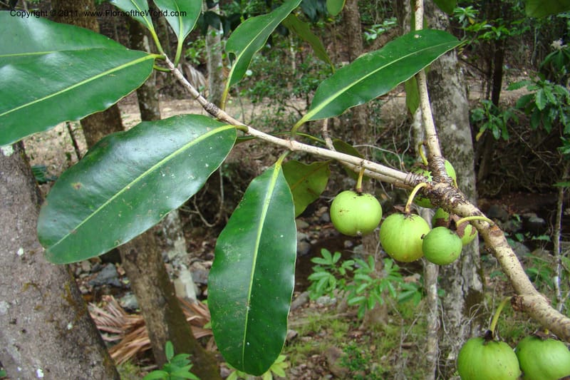 Mammea, M. Callmander 768--New Caledonia. Upper Tene River Valley. 19 Jan 2010. 377 (84).jpg