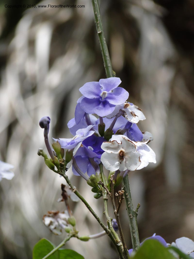 Brunfelsia grandiflora--Florida. Marie Selby Gardens, Sarasota. 16 March 2010. 236 (5).jpg