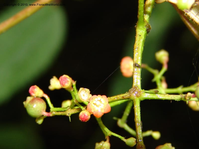 Miconia, Croat 96452--Ecuador. Prov. Pichincha. BellaVista private reserve. 27 Mar 06. 073 (6).jpg