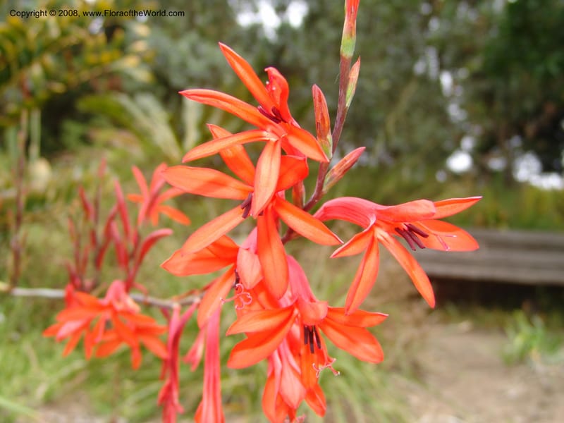 Watsonia fulgens--CA. San Francisco Arbor. 3 Jul 07. 223.jpg