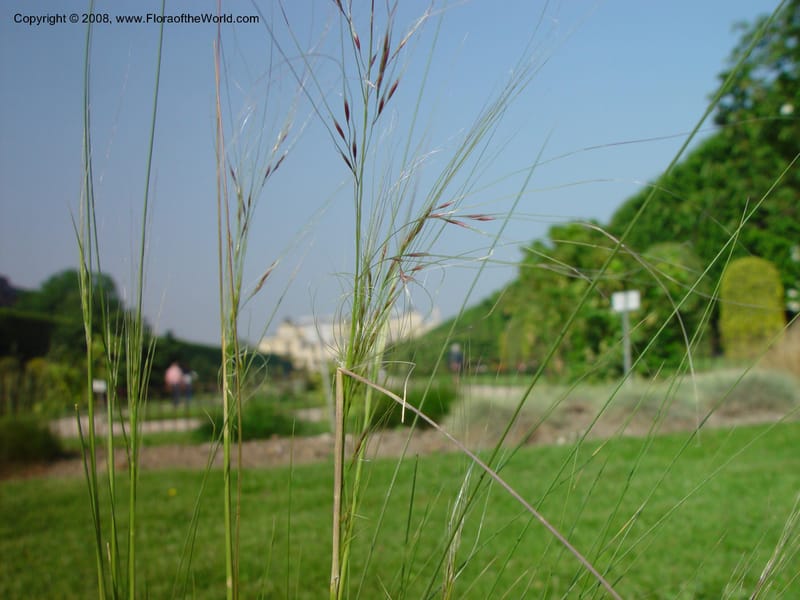 Stipa tenuifolia--France. Paris. Jardin des Plantes. 29 May 03. 065.jpg