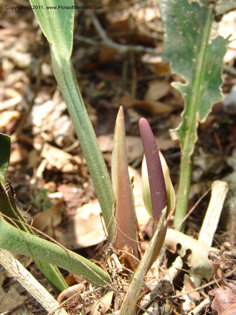 Anthurium plowmanii, AraujoM2908--Bolivia. F. Tamayo. Rio Machariapu. 17 Sep 06. 283 (17).jpg