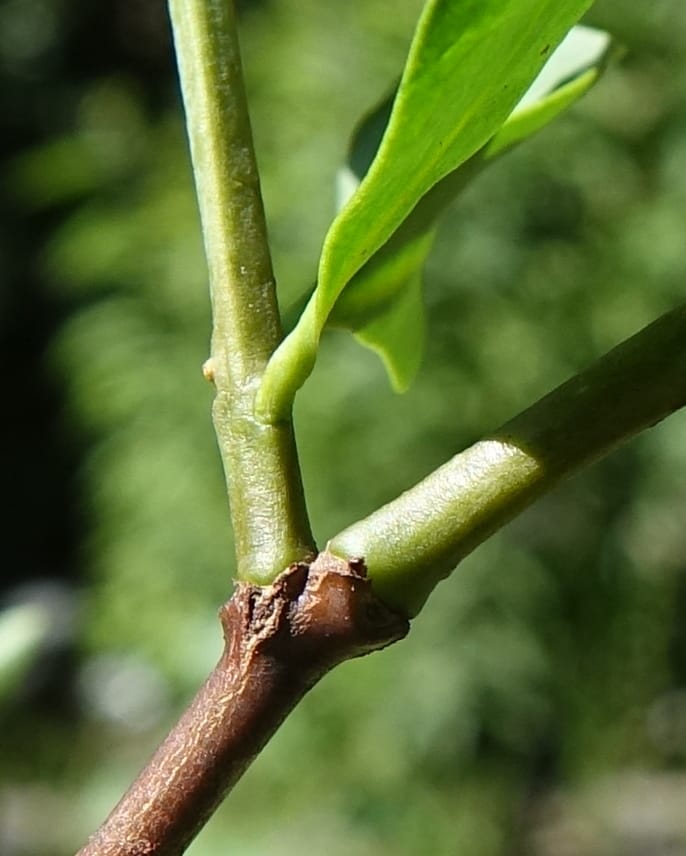 Taxillus delavayi var. delavayi, D. Boufford 43988--China. Sichuan. Yibailingba-gou. 12 Aug 2017. DSC04660 (571).JPG