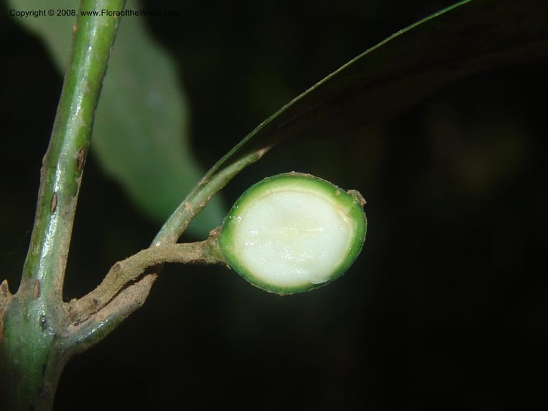 Xymalos monospora--So.Africa. Mpumal. Moodie Mts.  18 Mch 05. 365.jpg