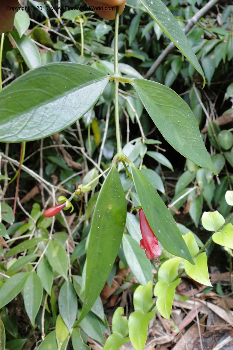 Aeschynanthus, Regalado 1870--Viet Nam. Thac Kazan waterfall. 10 May 2011. 266 (9).jpg