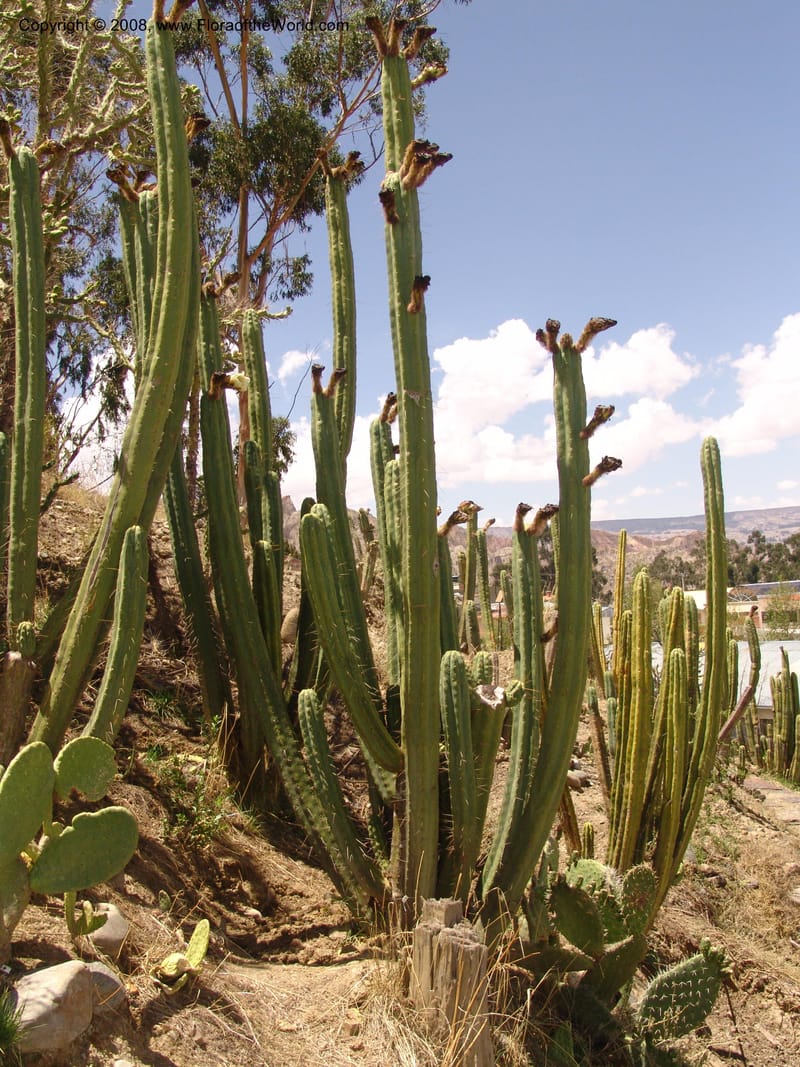 Trichocereus bridgesii--Bolivia. La Paz. Jardin Botanico La Paz. 3 Dec 04. 118.jpg