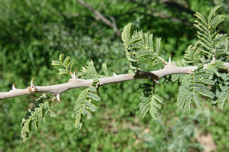 Acacia hebeclada, L. Nanyeni 1229--Namibia. Hwy B1. Odom 59. 25 Mar 2018.DSC03325 (10).JPG