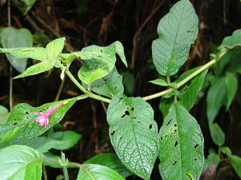 Fuchsia scabriuscula, Croat 96480--Ecuador. Prov. Pichincha. BellaVista private reserve. 27 Mar 06. 087 (3).jpg