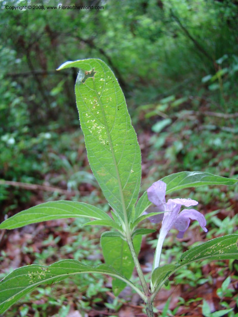 Ruellia caroliniensis--TX. Harris Co. Armand Bayou Nat. Ctr. 26 Apr 08. 057.jpg