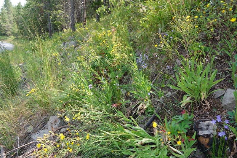 Hieracium scouleri, C. Davidson 13893--ID. Fremont Co. Fish Cr. Rd. Stop 2. 1 Aug 2018. DSC08790 (31).JPG