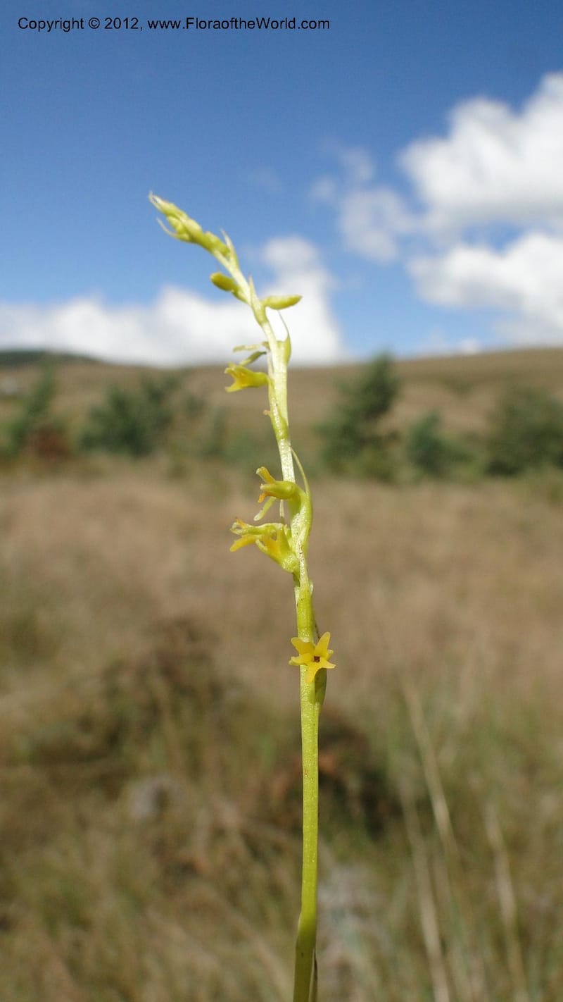 Habenaria simplex, N. Manjato 173--Madagascar. E of Ambositra toward Antoetra. 2 May 2010 151 (28).jpg