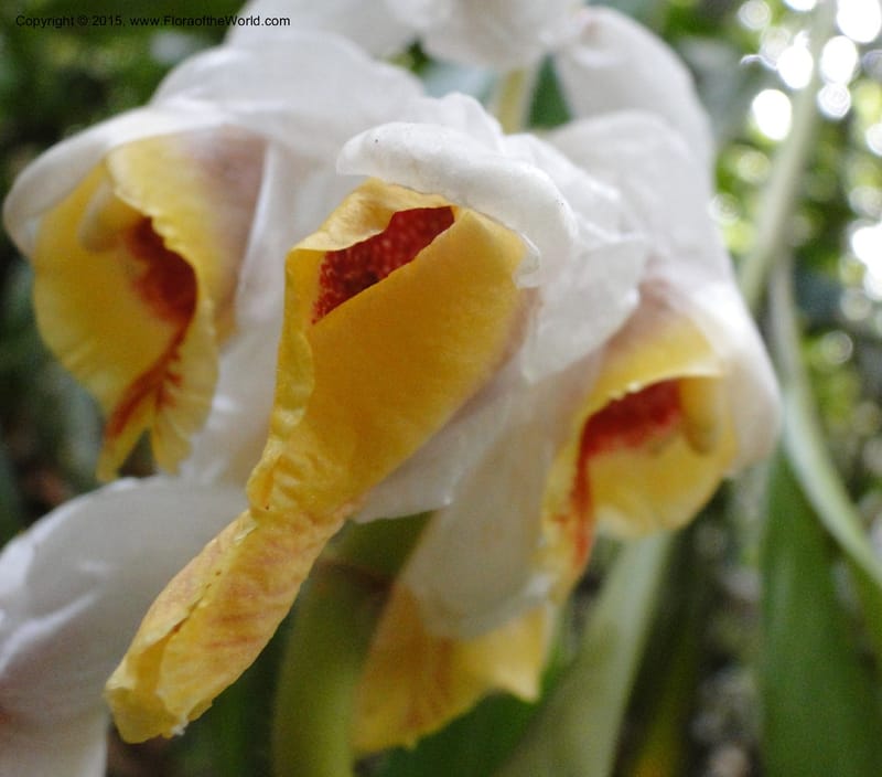 Alpinia, Regalado 1858--Viet Nam. Unknown mountain. 10 May 2011. 131 (7).jpg