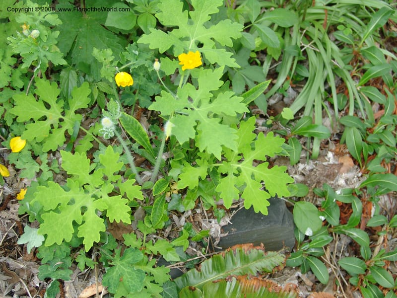 Chelidonium japonicum--France. Paris. Jardin des Plantes. 28 Apr 05. 216.jpg
