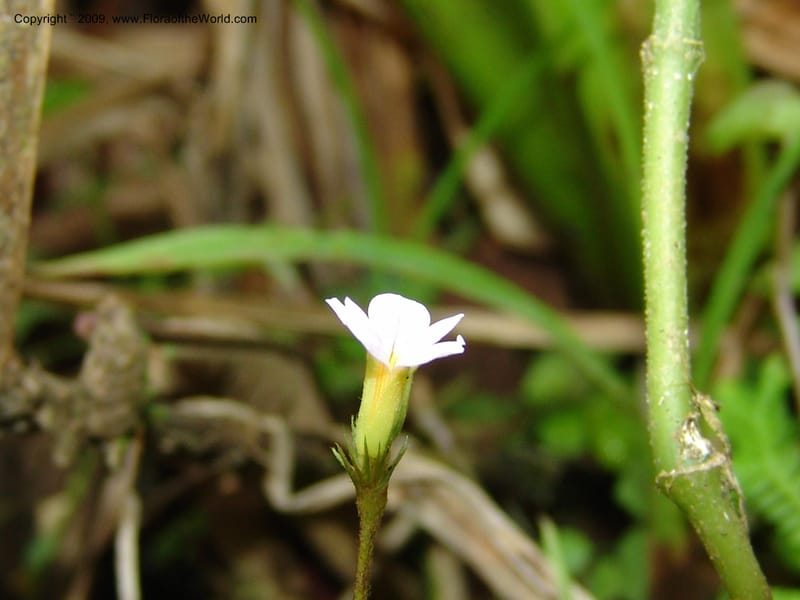 Biophytum, Croat94837--Ecuador. Prov. Carchi. El Chical-Penas Blancas. 19 Feb 05. 146.jpg