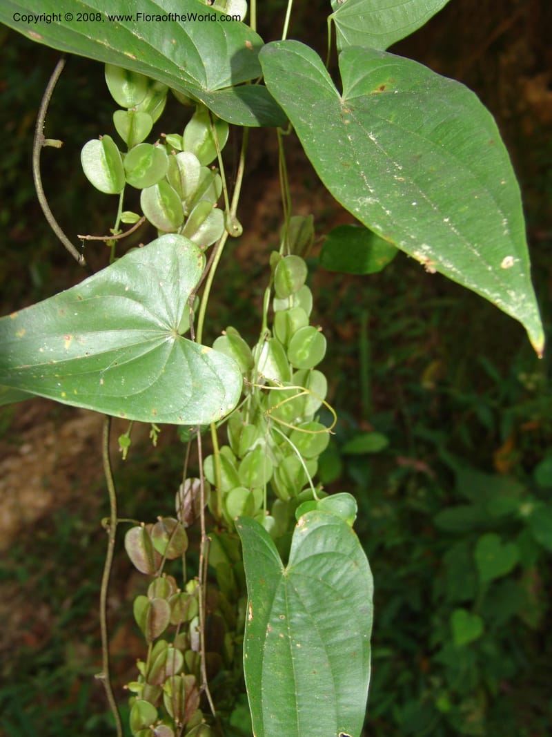 Dioscorea, N.Martinez589--MX. Chiapas.  Camino Finca Prusia a Queretaro. 12 Nov 04. 039.jpg