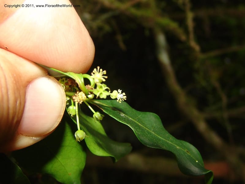 Erythroxylum, ROR1589--Madag. Parc Nat. Montagne d'Ambre. 11 Nov 06. 203.jpg