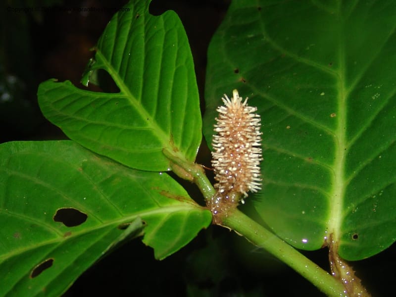 Piper longestylosum, AAraujoM1172--Bolivia. Pq. Nac. Madidi. Rio Tuichi, Rudidi Cr. 28 Nov 04. 079.jpg